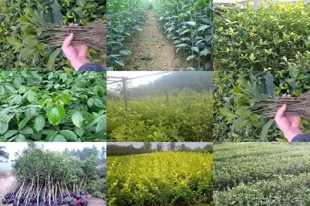 桂花树一般种在哪1684458019266