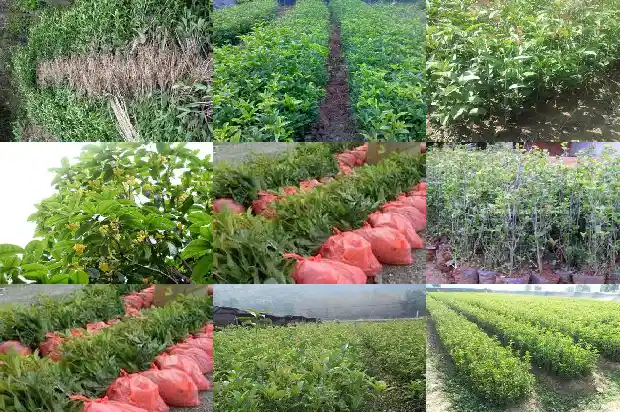桂花树是什么时候种的植物1684458040676