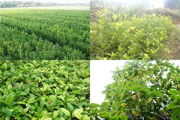 桂花树是什么时候种的植物1684458040768