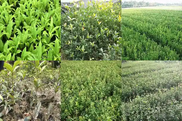 桂花树什么时候种植1684458052437