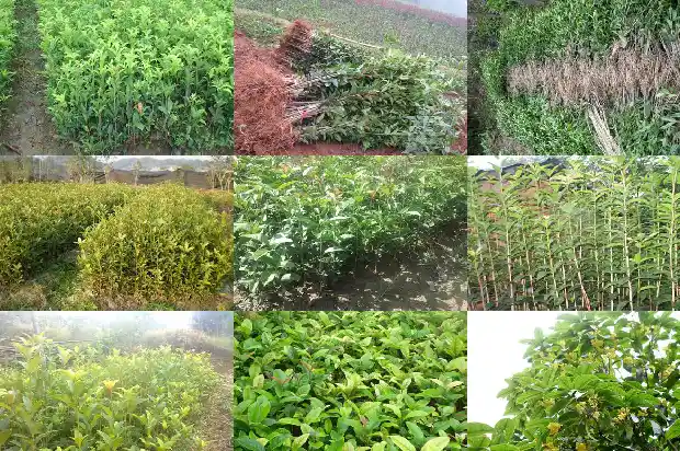 三米桂花树价格多少钱一盆1689837809096