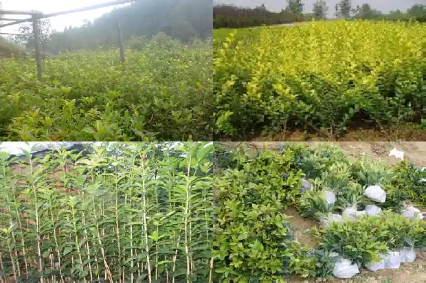桂花树一共有多少个品种呢1684458062013