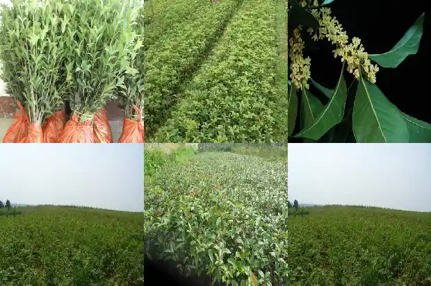 门前栽两棵桂花树好不好1684458073667