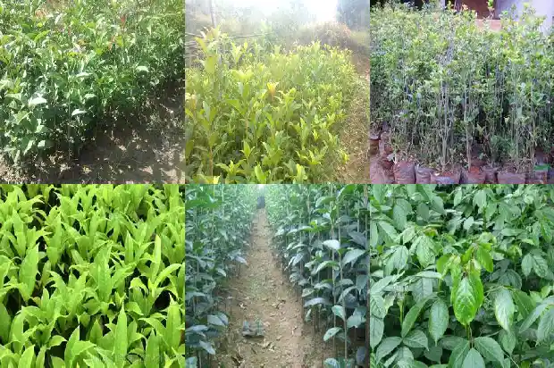 门前栽两棵桂花树好不好1684458073713