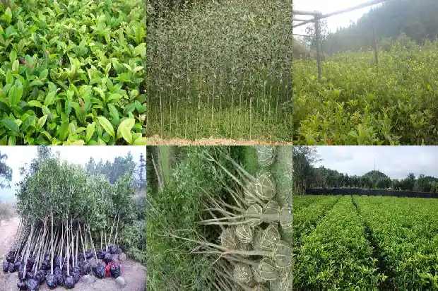 门前栽两棵桂花树好不好1684458073807