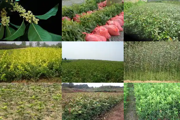 门口栽桂花树可以种一棵吗1684458085256