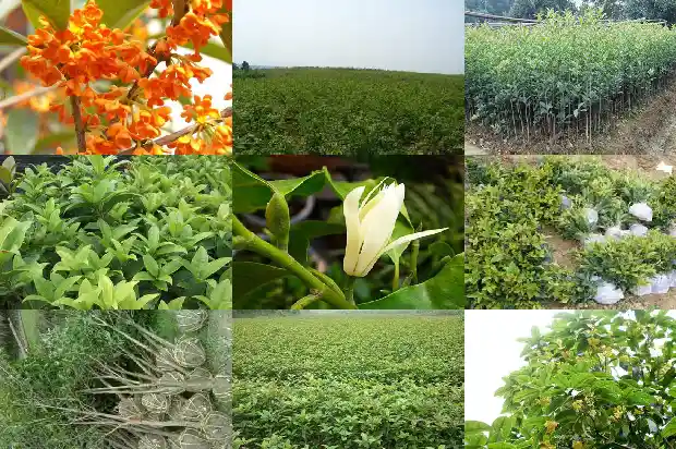 门口栽桂花树可以种一棵吗1684458085348