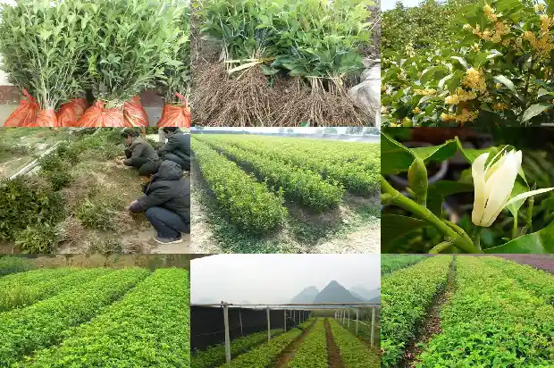 门口栽桂花树可以种一棵吗1684458085395