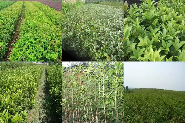 桂花树和什么树一起种1684458093196