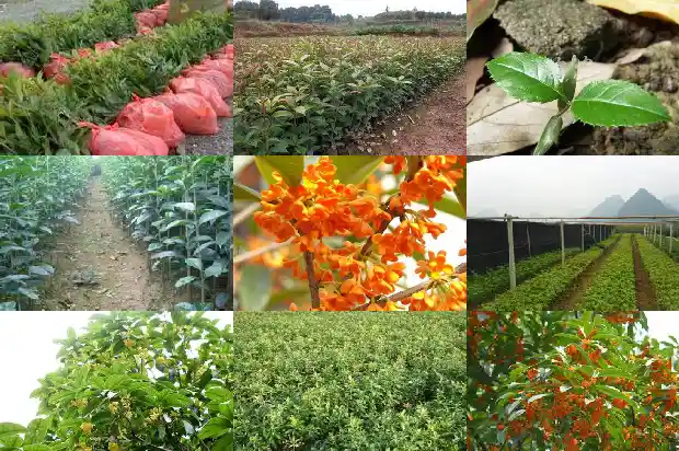 桂花树为什么不能种一棵1684458102710