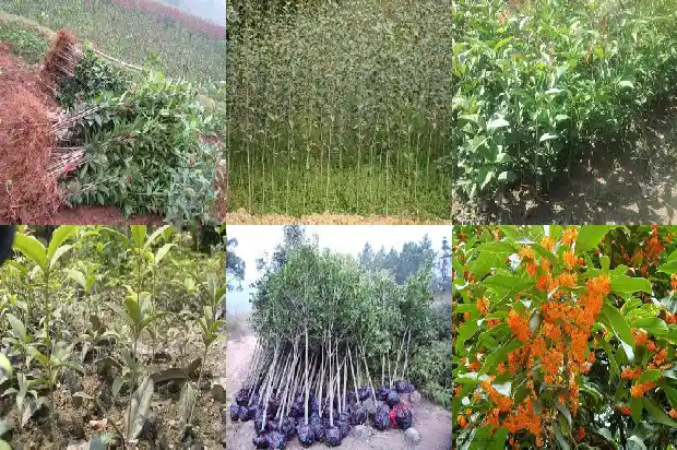 桂花树为什么不能种一棵1684458102758