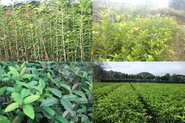 桂花树为什么不能种一棵1684458102806