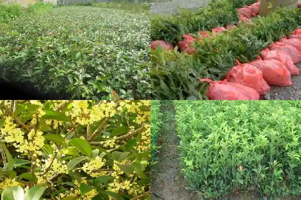种一棵桂花树可以吗1684458120065
