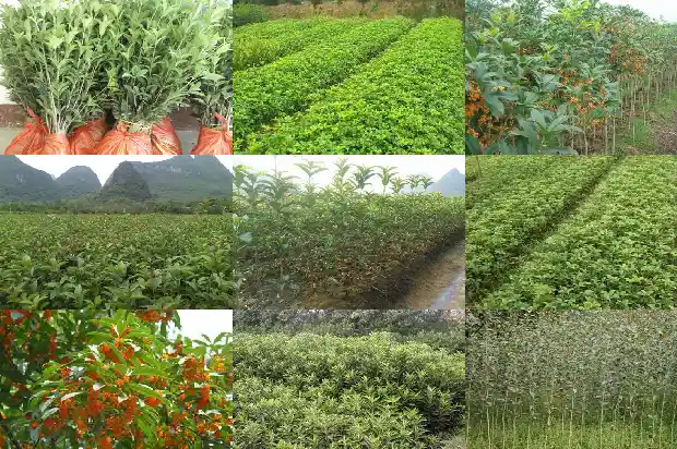 家里种几棵桂花树好不好风水1684458129439