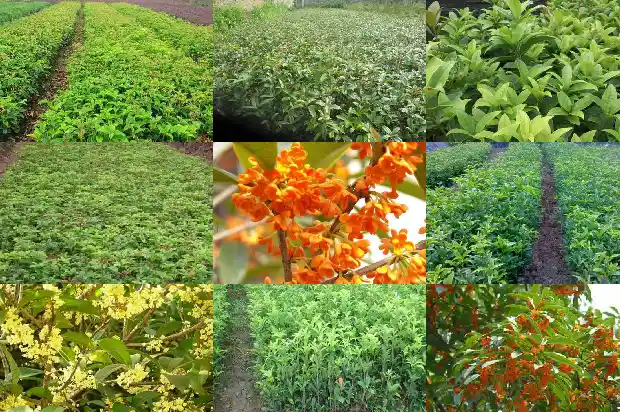 家里种几棵桂花树好不好风水1684458129486