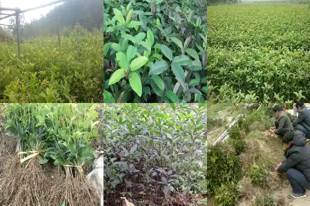 家里面种桂花树好吗1684458140989
