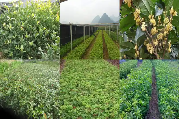 家里种一棵桂花树好不好呢1684458152728