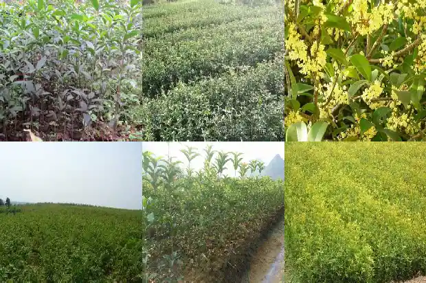 家里种一棵桂花树好不好呢1684458152775