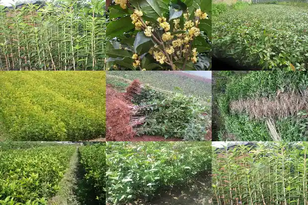 家里种一棵桂花树好不好呢1684458152823