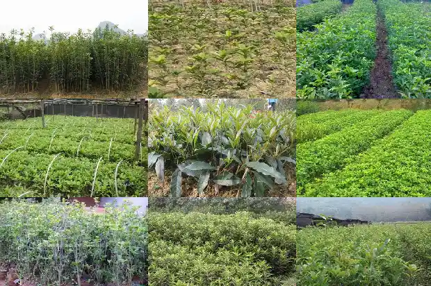 园林绿化桂花树价格多少1690245656174