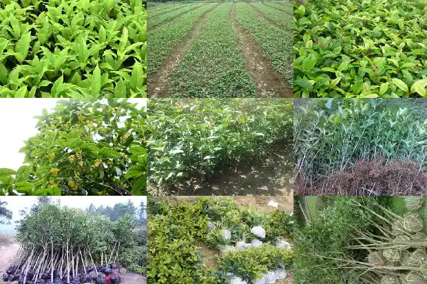 家里种一棵桂花树好不好风水1684458164399