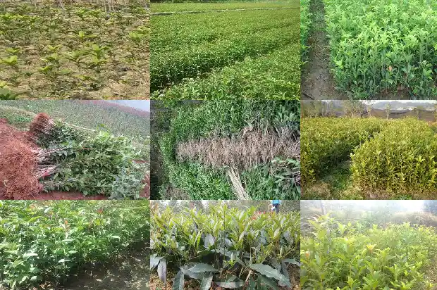 家里种一棵桂花树好不好风水1684458164446