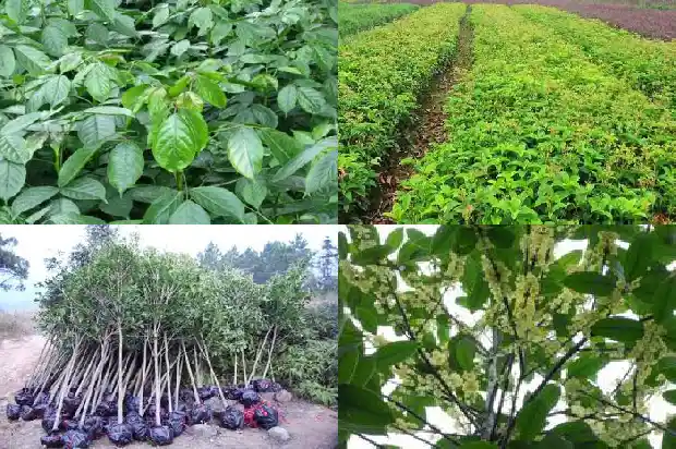 桂花树有种在家里的吗1684458171947