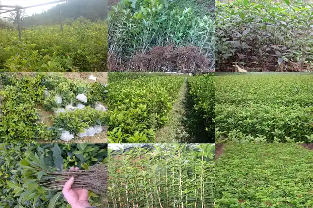 桂花树有种在家里的吗1684458171994