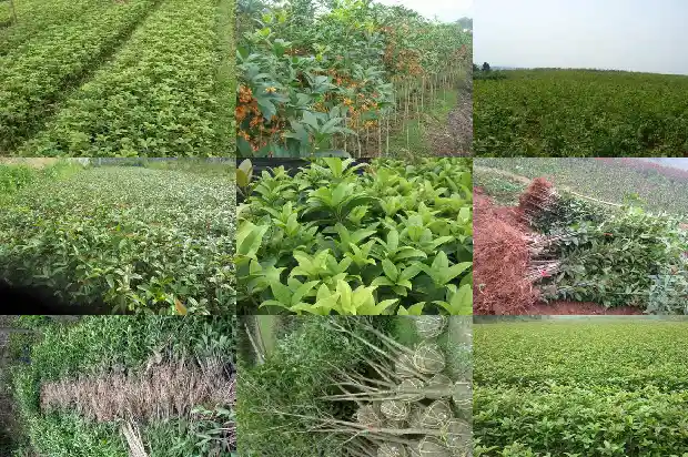 院里种一棵桂花树好吗1684458179441