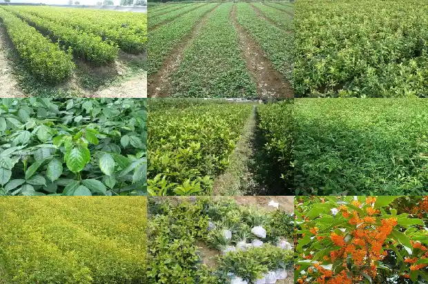 院里种一棵桂花树好吗1684458179489