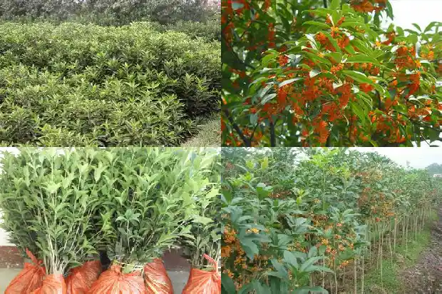 家有几棵桂花好不好1684458194447
