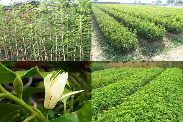 家有几棵桂花好不好1684458194495