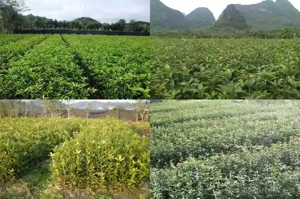 移栽桂花树多久能活1690244061125
