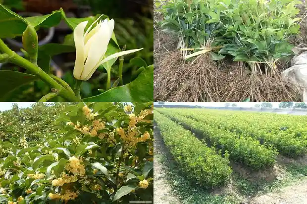 桂花树小苗多少钱一颗啊1689640035586