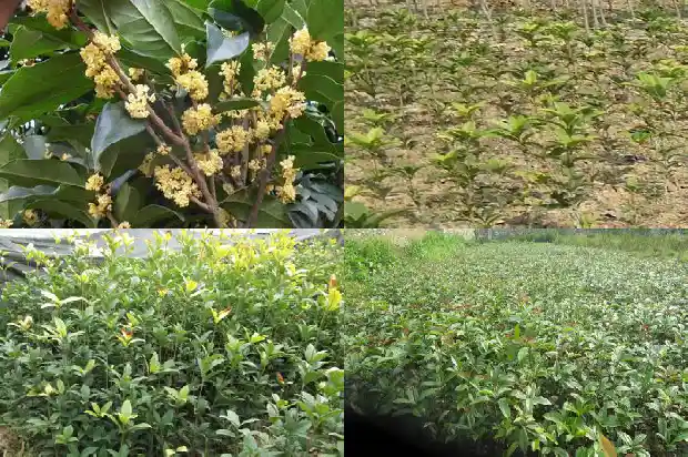 求购桂花树苗价格多少钱1684458217922