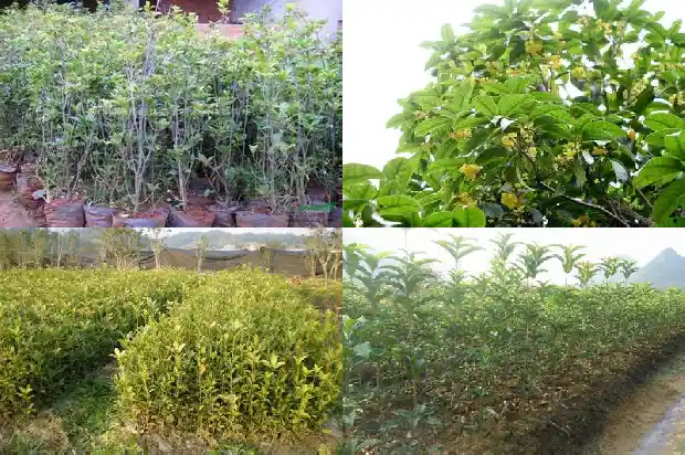 求购桂花树苗价格多少钱1684458218063