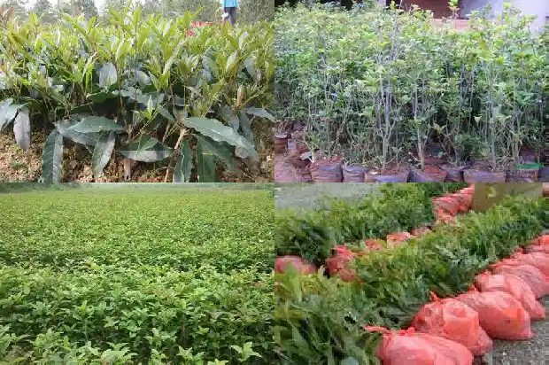 临沂桂花批发基地1690245058870