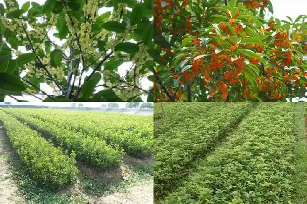 求购桂花树苗价格多少钱一棵1684458229950
