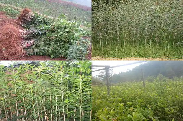 求购桂花树苗价格多少钱一棵1684458229998