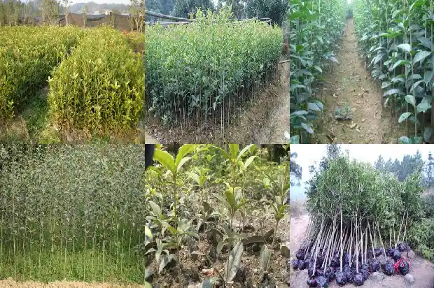 求购桂花树苗价格多少钱一棵1684458230045
