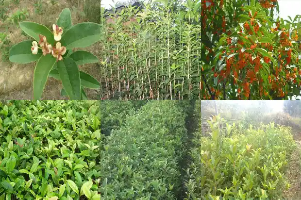 十二年的桂花树什么价格能砍1689639053906