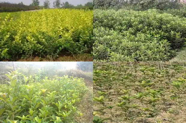 第一次种桂花树注意什么1684458280305