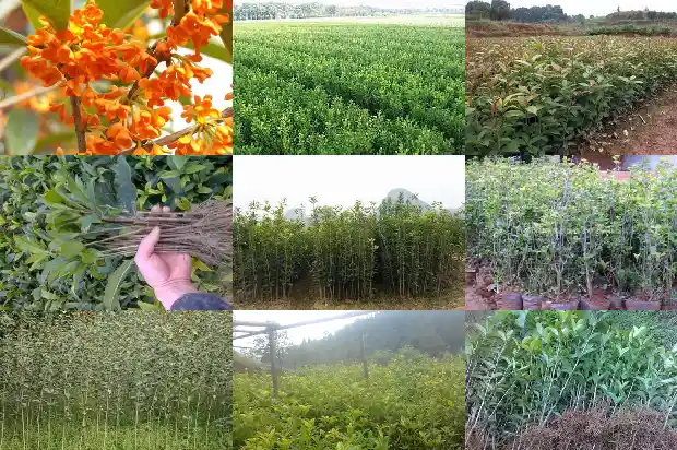 第一次种桂花树注意什么1684458280353