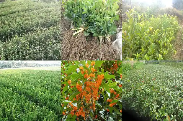 新买桂花树的养殖方法和注意事项有哪些1684458291987