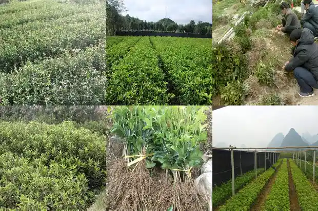 金桂花树好还是银桂花树好1690245612735