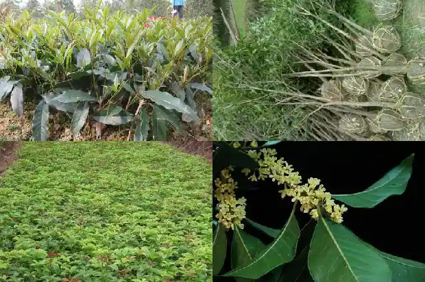 陈皮桂花茶的好功效1689208217118