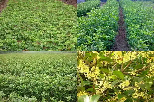 桂花树最近价格表1689640375191