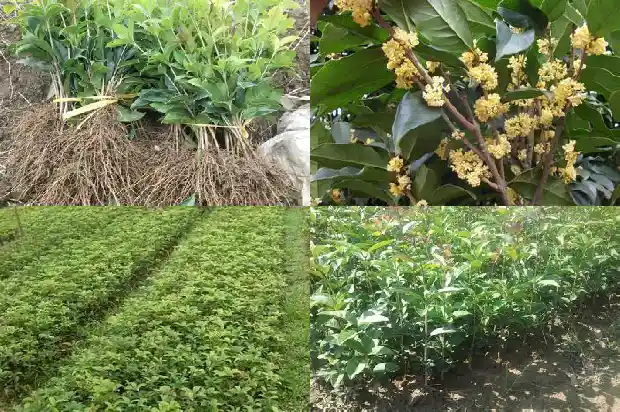 干桂花泡酒方法1689034740172