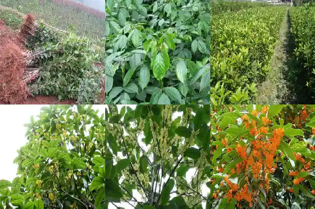 长沙10公分桂花树市场价格1689640084598