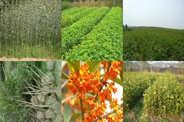 最名贵的桂花树排名第几位1688792022978
